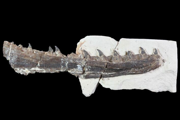 Mosasaur (Tethysaurus) Jaw Section - Goulmima, Morocco #89244
